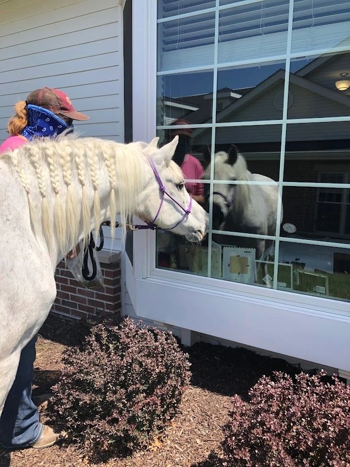 Person with white horse looking at reflection in window