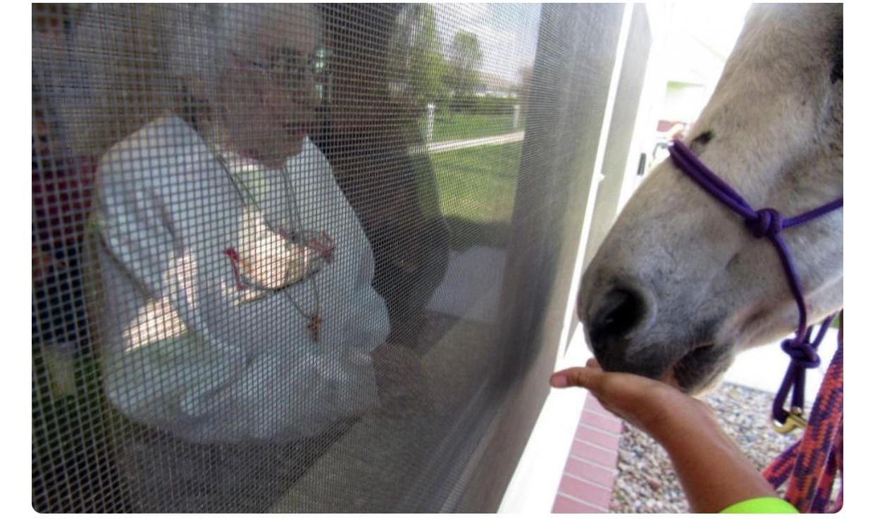 Horse and human connection